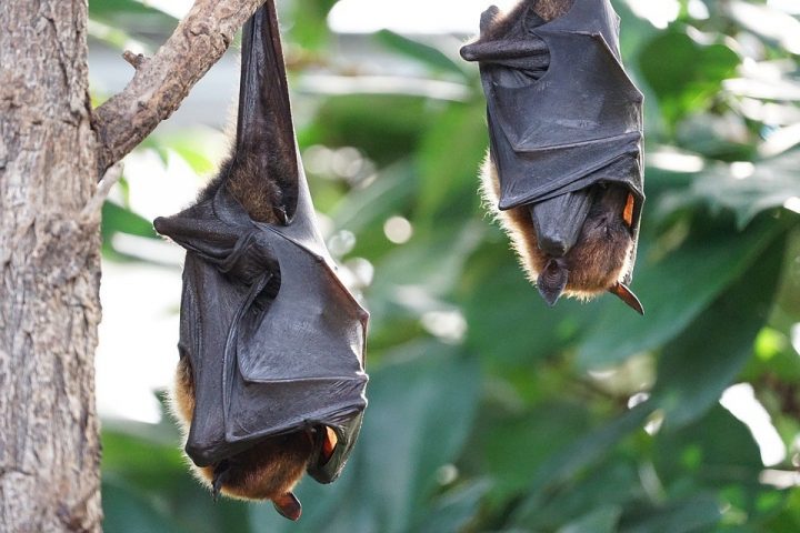 Bat , Bats