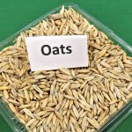 Oats