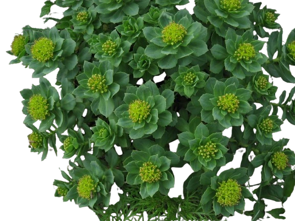 rhodiola plant photo